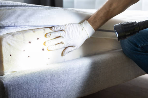 Best Wasp Removal Services  in Ocean Bluff Brant Rock, MA