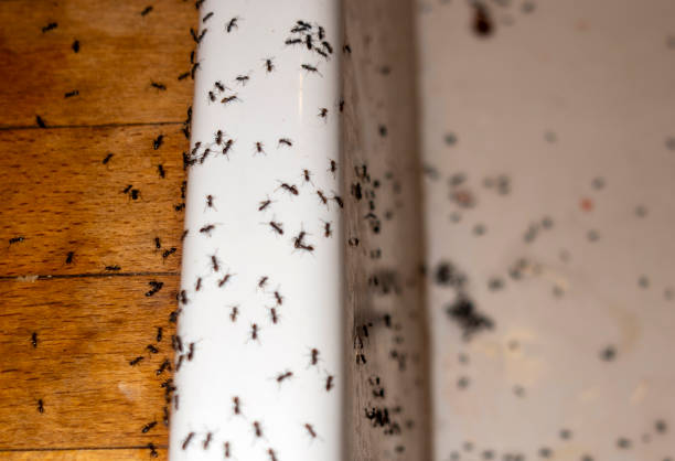 Best Mosquito Control Services  in Ocean Bluff Brant Rock, MA